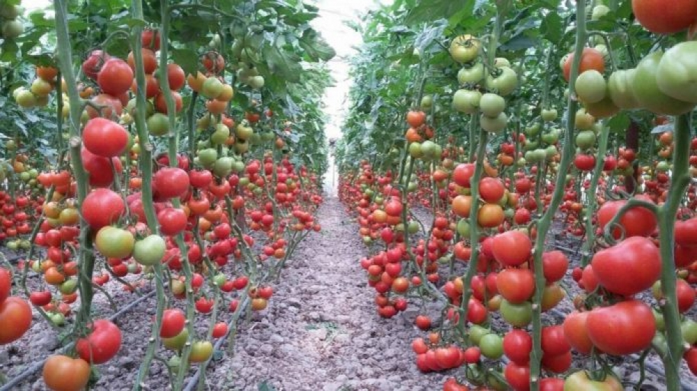 Salyanda istixanalardan 744 tondan çox pomidor yığılıb